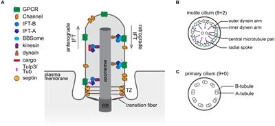 The Enigmatic Role of Lipids in Cilia Signaling